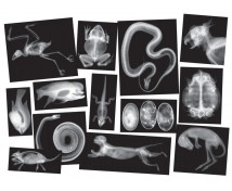 Állati csontok röntgen felvételei