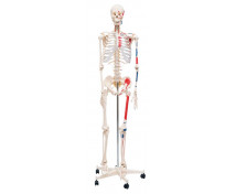 Emberi csontváz 170 cm