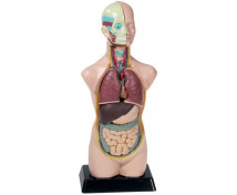 Modell - emberi törzs, 50 cm