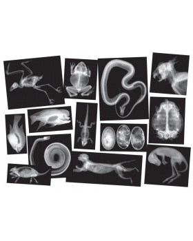 Állati csontok röntgen felvételei