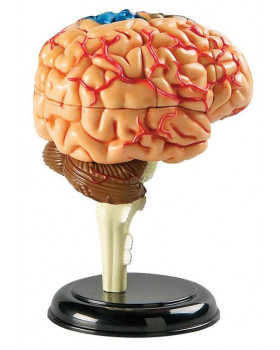 Az agy kis modellje