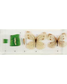 A pillangó életciklusa - modell