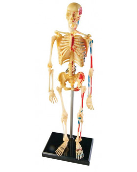 Emberi csontváz modellje