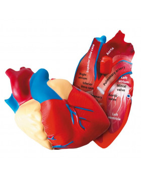 Habmodell - szív