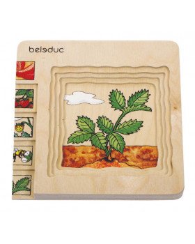 Réteges puzzle - Az eper fejlődése