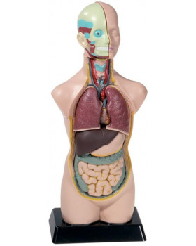 Modell - emberi törzs, 50 cm