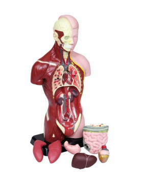 Modell - emberi törzs, 27 cm