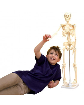 Az emberi test csontváza, 80 cm