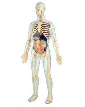 Emberi anatomikus szett